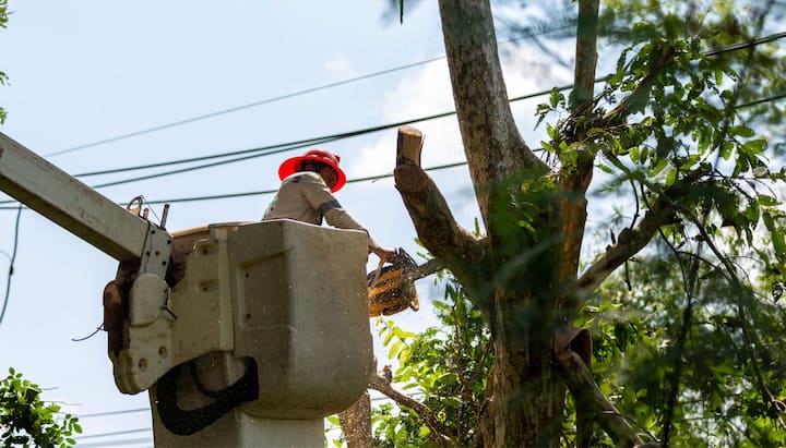 tree service santa fe