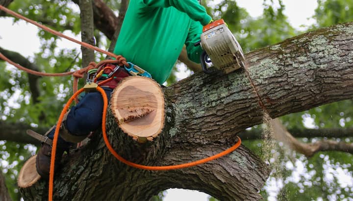 tree service santa fe