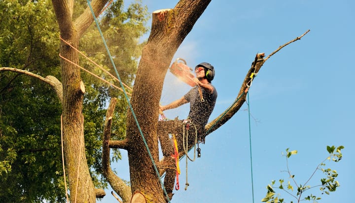 tree service santa fe