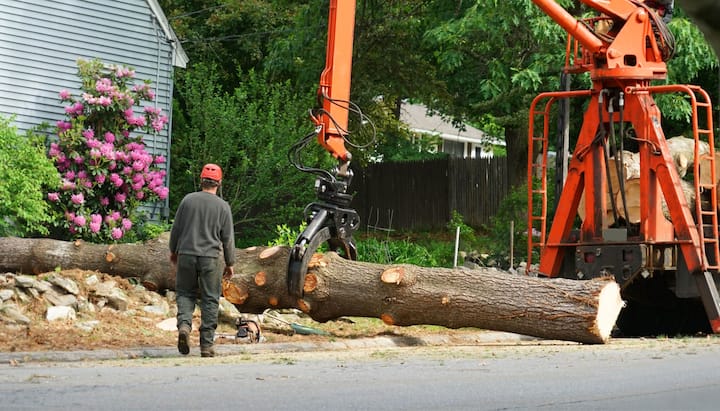 tree service santa fe nm