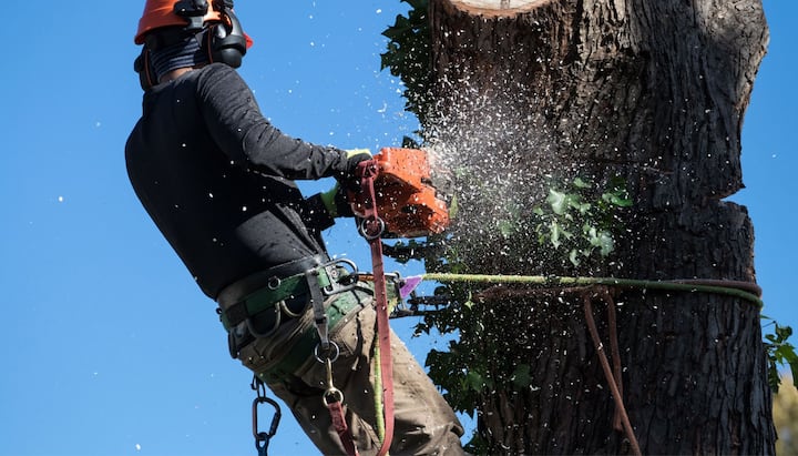 tree service santa fe nm